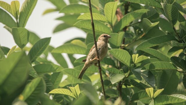 El árbol que todos quieren en su jardín: no rompe el suelo, da sombra y frutos todo el año