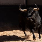 Estos son los toros elegidos para el mano a mano más esperado en Las Ventas