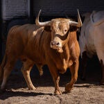 Estos son los imponentes toros del regreso de Dolores Aguirre a San Isidro