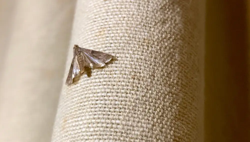 ¿Qué significa cuando una polilla entra en tu casa?