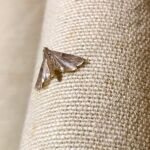 ¿Qué significa cuando una polilla entra en tu casa?