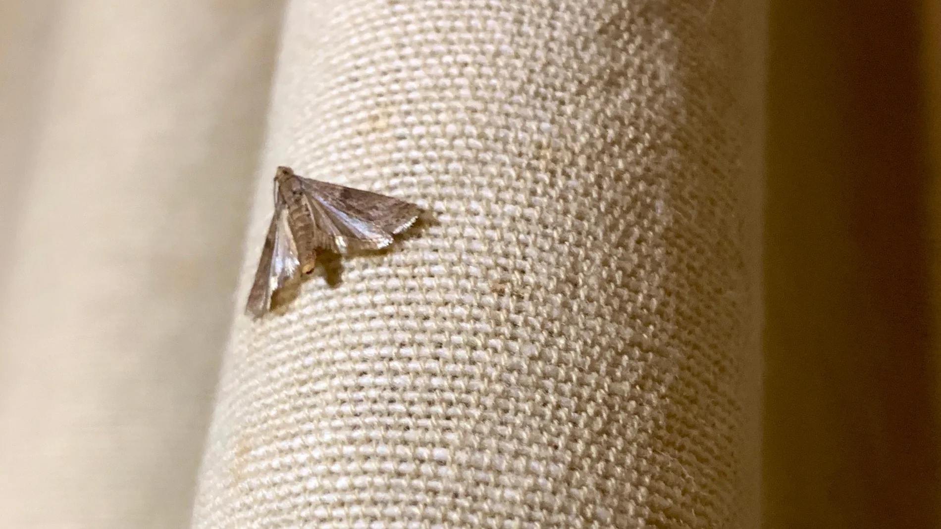 ¿Qué significa cuando una polilla entra en tu casa?