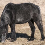 El mundo animal permite un gran número de cruces entre especies diferentes, así como crías de animales relativas a una fauna mestiza