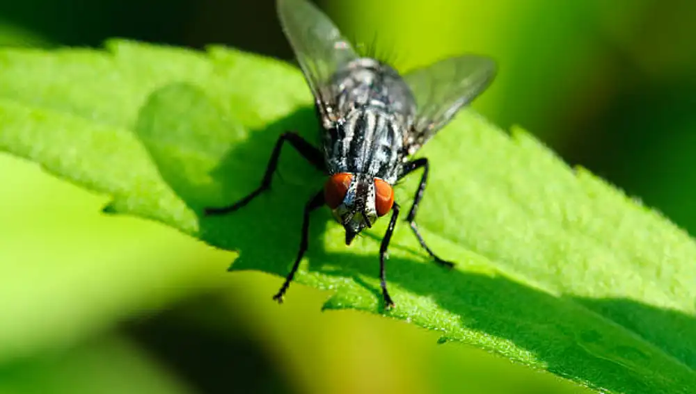 Mosca Riendose Vuelve la temida mosca negra a Zaragoza y el Ayuntamiento responde con ...