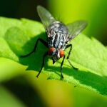 Imagen de archivo de una mosca negra 