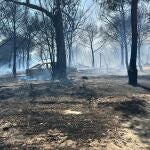 Imagen de la zona afectada por el incendio forestal de Moguer (Huelva).