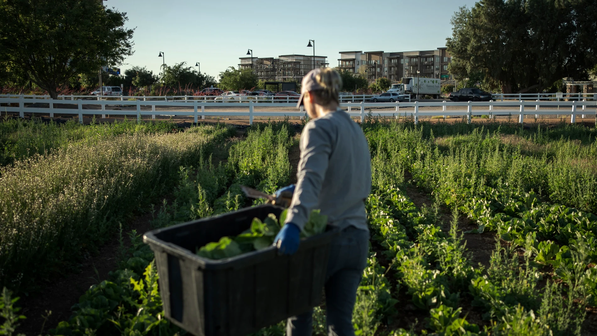 Kelly Saxer, lead farmer at Agritopia, a community nestled around a plot of agricultural land, harvests lettuce April 22, 2025, in Gilbert, Ariz. (AP Photo/Annika Hammerschlag)