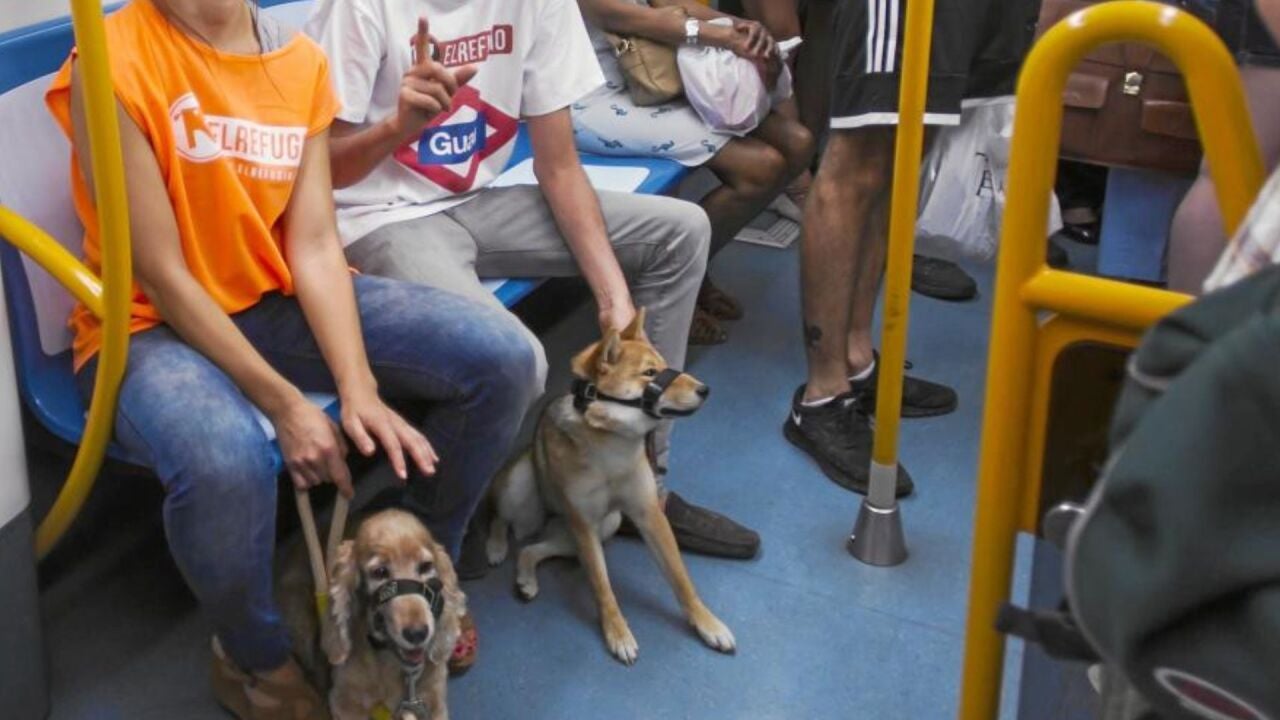 Metro de Madrid avisa: así es como debes viajar con tu perro en ...