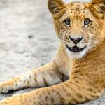 ¿Cómo se llama la cría del león y la tigresa? Este es su nombre que muy pocos conocen