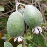 La planta con frutos que tienen sabor a piña y fresa: cuál es y cómo cultivarla