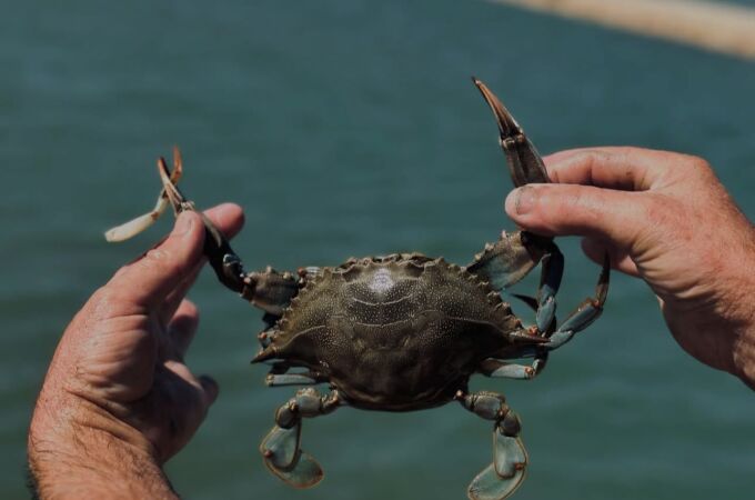 Cangrejo azul, el «maquinavaja» de los esteros gaditanos que planta cara a los tiburones