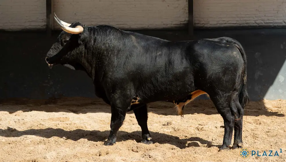 "Morisqueto", nº 35