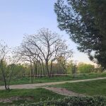 MADRID.-AMP.- Fiscalía archiva diligencias en relación a las talas en el terreno en el que se proyecta el cantón de Montecarmelo