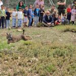 El Gobierno regional lleva a cabo la primera translocación entre comunidades autónomas cediendo un ejemplar de lince ibérico a Castilla y León