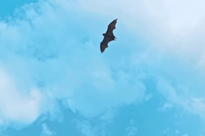 Los murciélagos tropicales responsables de la transmisión de virus entre mamíferos