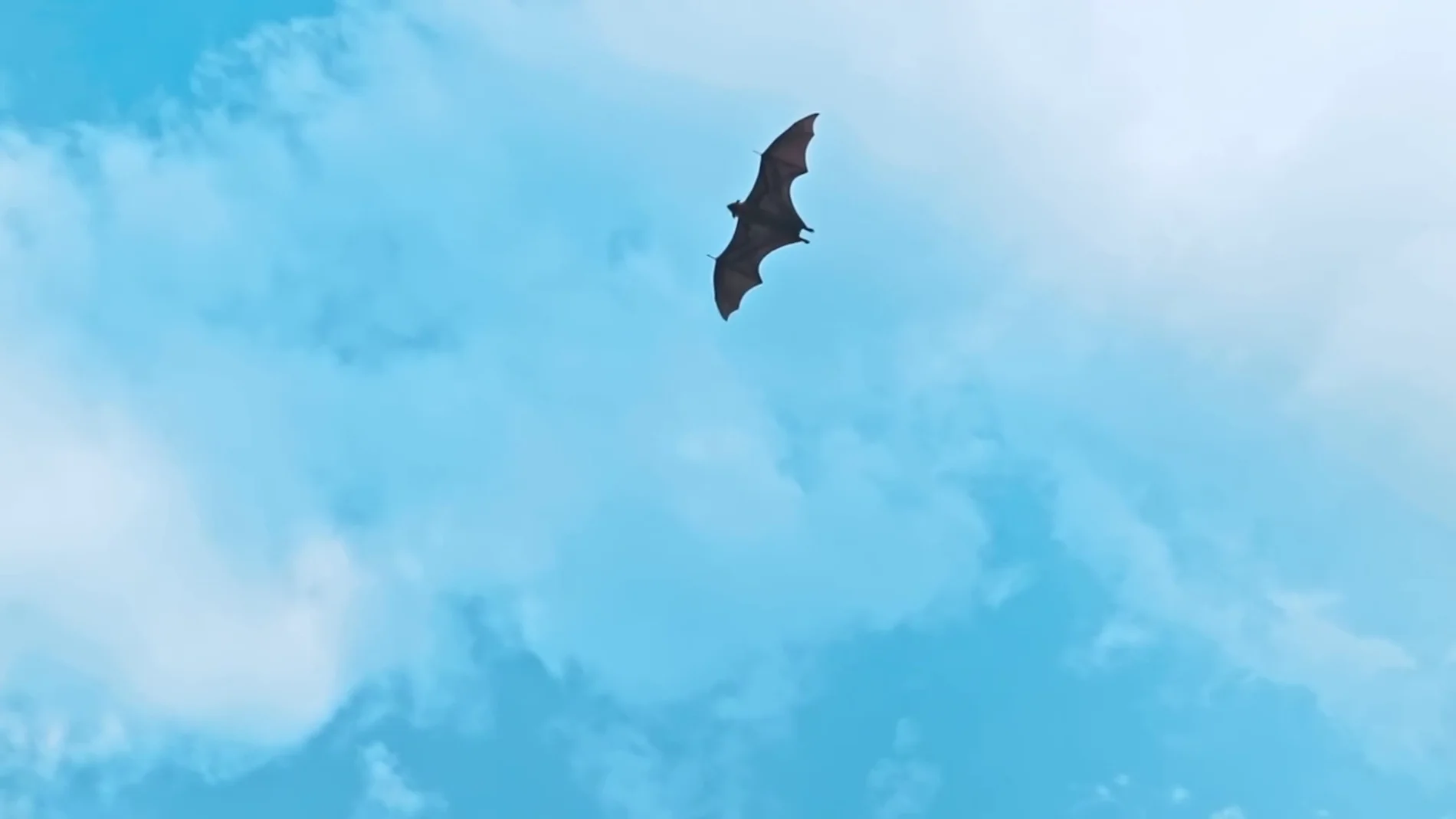 Los murciélagos tropicales responsables de la transmisión de virus entre mamíferos