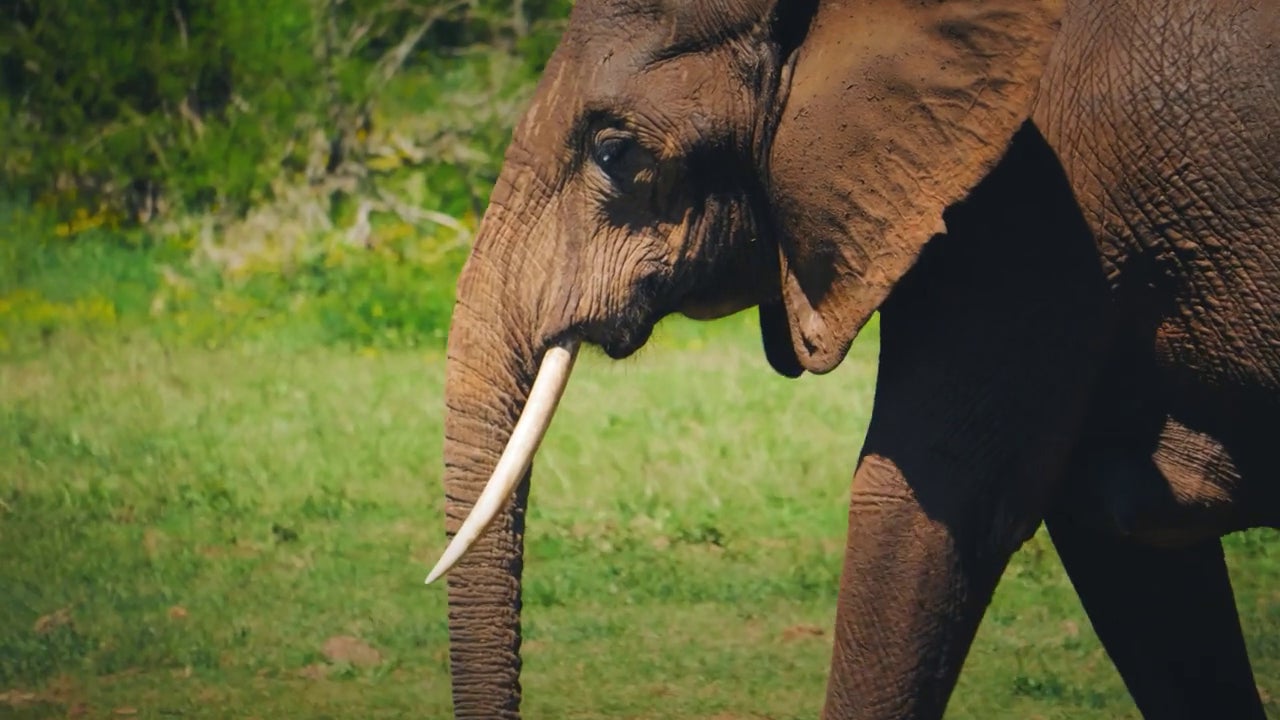 Muere un diputado de Zimbabue tras chocar contra un elefante en plena carretera