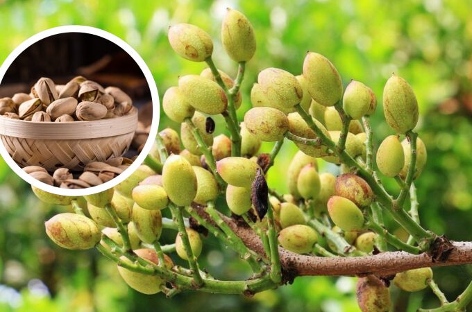 Planta y fruto del pistacho