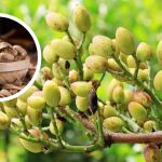 ¿Cómo se llama el árbol del pistacho? El nombre que muy pocos conocen