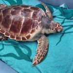 Liberan en Magaluf una tortuga marina tras casi un año de recuperación en Palma Aquarium