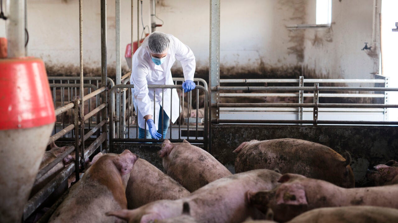 Cataluña informa a la OMS de un caso humano de gripe porcina en Lleida
