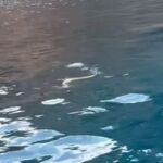 Aparece una serpiente de gran tamaño nadando en una playa de Ibiza