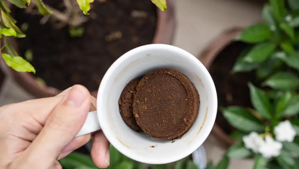 Las cinco plantas que no toleran los posos de café como fertilizante