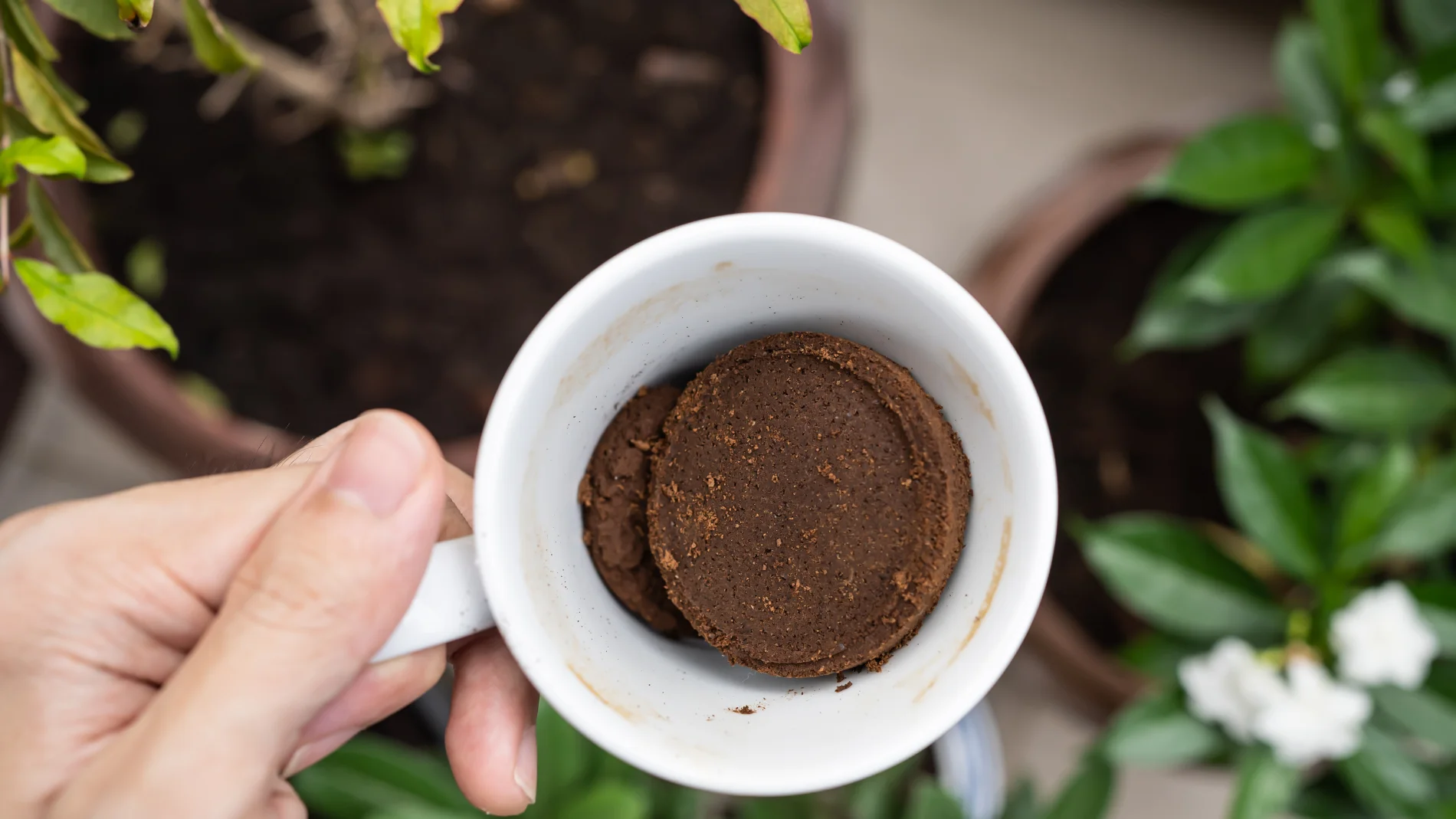 Las cinco plantas que no toleran los posos de café como fertilizante