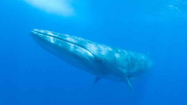 España alberga uno de los mejores destinos del mundo para ver ballenas y delfines