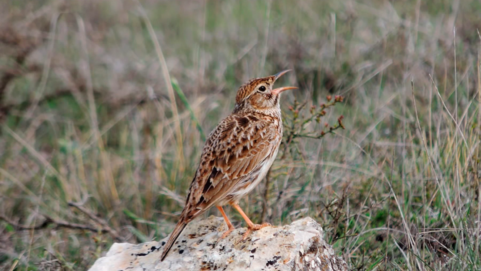 Imagen de una alondra ricotí