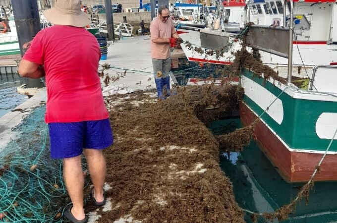 El alga asiática pone con el agua al cuello a la pesca artesanal