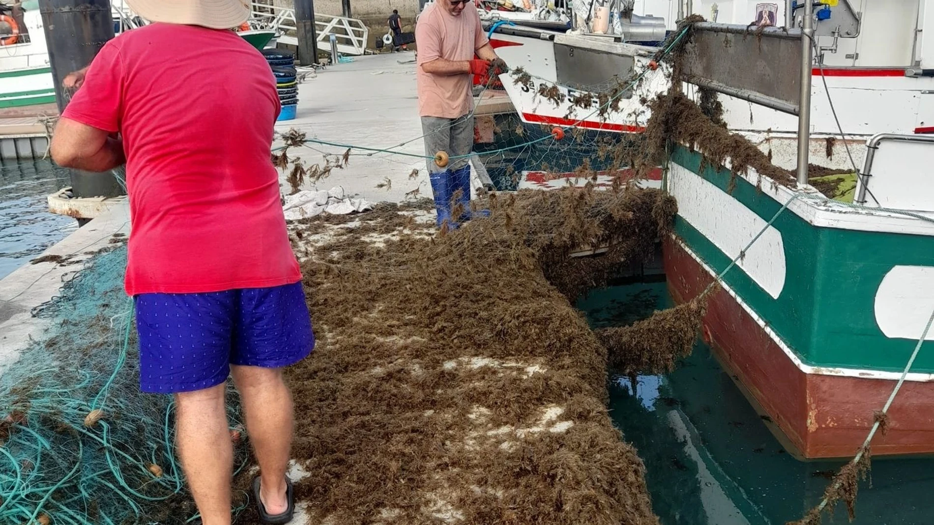 Pescadores limpian de algas las redes