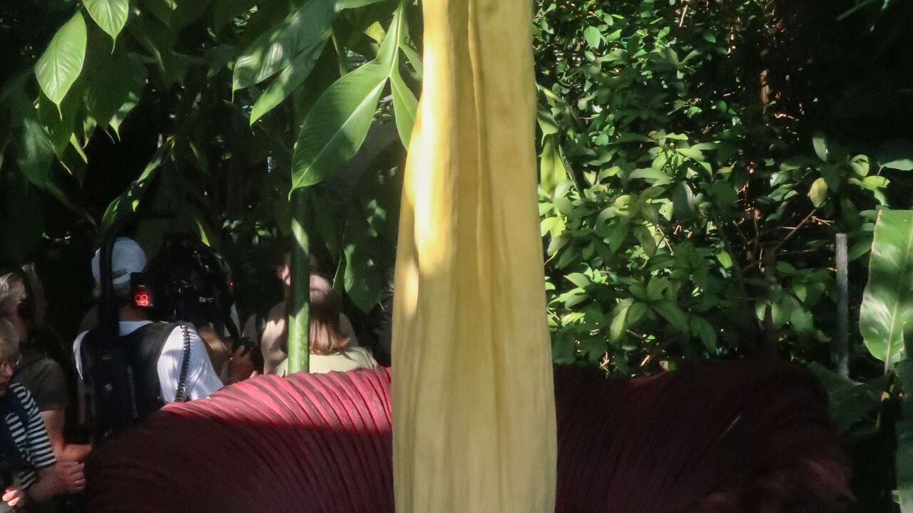Florece la 'planta cadáver' de Berlín tras años en letargo: su olor es ...