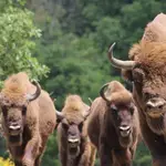 Varios ejemplares de bisontes en la Montaña Palentina