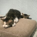 Valencia.- Policía y Bienestar Animal inspeccionan una vivienda y retiran 17 de los 22 gatos que tenía la dueña