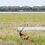 Parque Nacional de Do&ntilde;ana