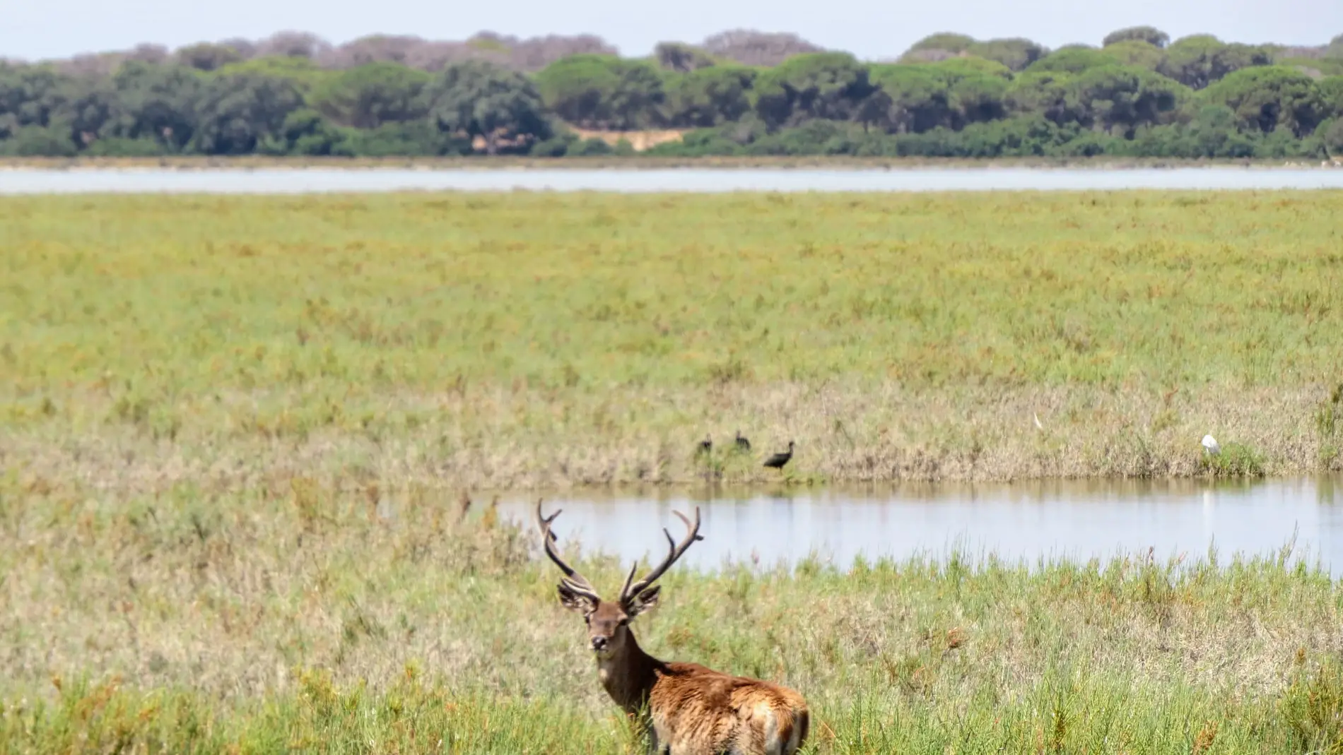 HU02. HUELVA, 02/07/2025.-Vista de la marisma de Doñana por la Vereda de Sanlúcar este miércoles. El Espacio Natural de Doñana ha iniciado el verano con unas 16.000 hectáreas de marisma inundadas, un 47 % del total, una situación que es "excepcional" para esta época del año, si bien la situación de las lagunas es menos favorable, así se ha destacado, a través de un comunicado, desde la Estación Biológica de Doñana (EBD-CSIC).EFE/J.Manuel Vidal Cordero/CSIC </picture><figcaption><b>Parque Nacional de Doñana</b><span>J. Manuel Vidal Cordero</span><span>Agencia EFE</span></figcaption></figure></div></header></div><div class=