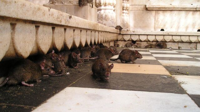 Templo dedicado a las ratas