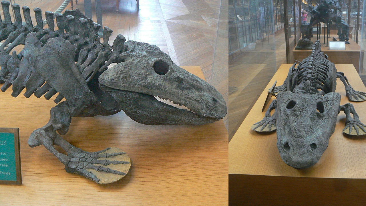 Así era el esqueleto del Eryops megacephalus