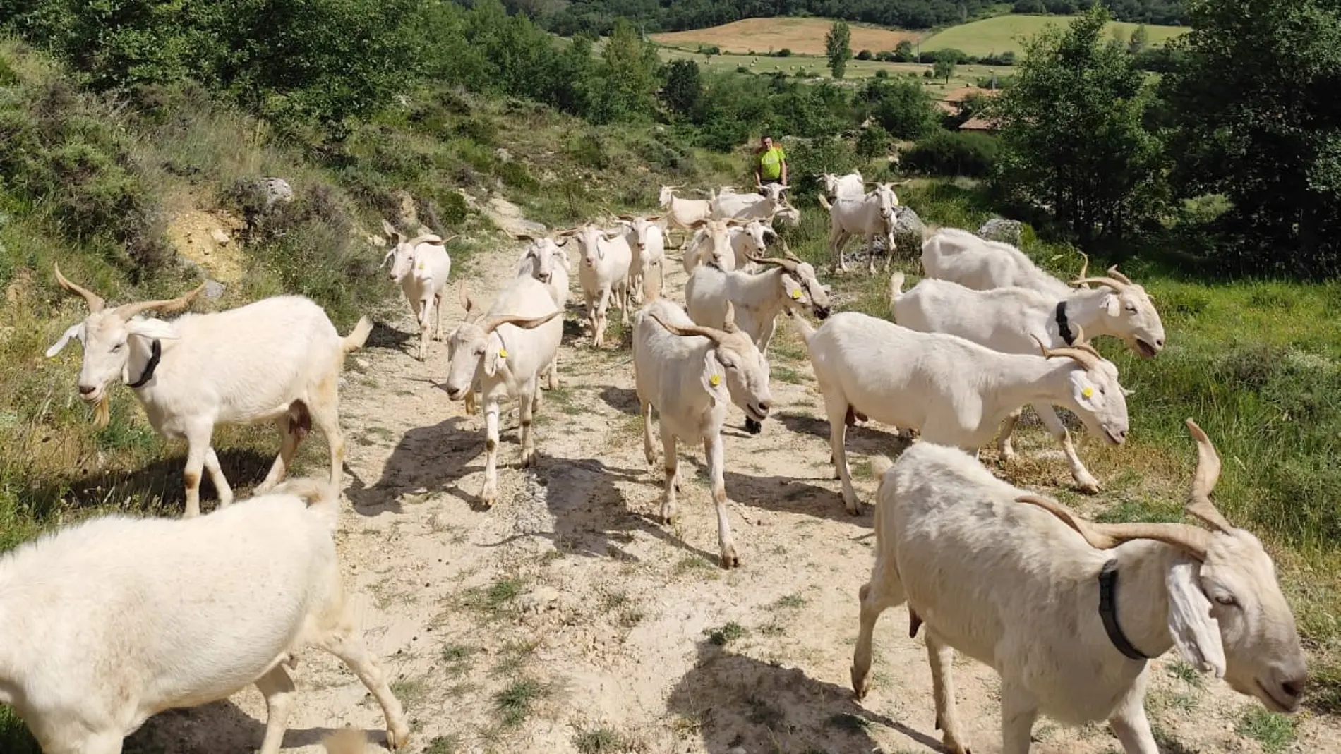 Cabras Cabras: La alternativa ecológica al uso de maquinaria para desbrozar el ...