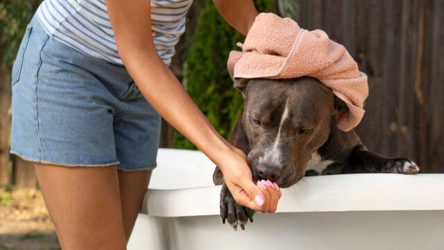 ¿Crees que ayudas a tu perro con el calor? Esta práctica común en realidad lo perjudica