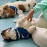 El Vall d'Hebron de Barcelona incorpora una terapia con perros para niños con trastornos mentales