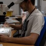 Las trampas de mosquitos no detectan circulación del virus del Nilo occidental la última semana de junio en Andalucía