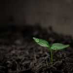 Nunca tires a la basura las cáscaras de esta hortaliza: es un excelente abono para tus plantas