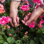 Las flores que puedes sembrar en septiembre y que darán mucho aroma a tu jardín todo el invierno