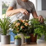 Te vas de vacaciones y nadie cuida tus plantas: existen métodos infalibles para que sobrevivan solas