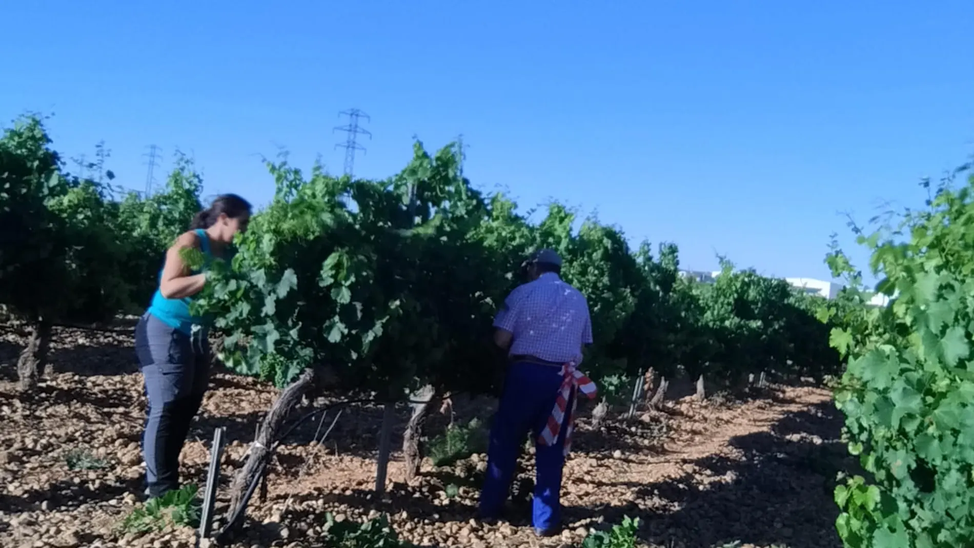 Sandra Alonso y Pedro Alonso en el viñedo
