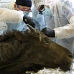Los investigadores toman muestras del bisonte para su estudio