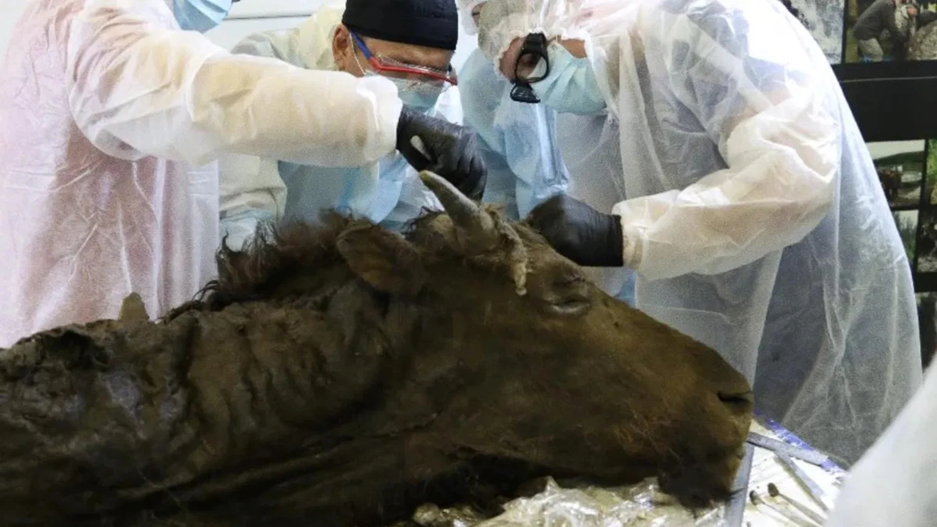 Los investigadores toman muestras del bisonte para su estudio
