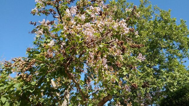 El árbol que crece a toda velocidad y convierte tu jardín en un oasis, incluso a 40 °C